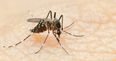 Pic: This guy’s back got absolutely destroyed in mosquito bites and it looks disgusting