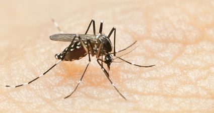 Pic: This guy’s back got absolutely destroyed in mosquito bites and it looks disgusting