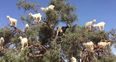 VIDEO: There are a load of goats up a tree and we have absolutely no idea why