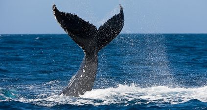 Say hello to last whale to be born in captivity in SeaWorld