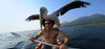 VIDEO: The incredible story of how a man and a wild pelican formed an unlikely friendship