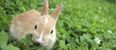 PIC: This Co. Tyrone bunny is going viral after being swept onto a rooftop by Storm Gertrude