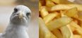 A seagull army, chips and this train combine for one of the best stories that you’ll hear today