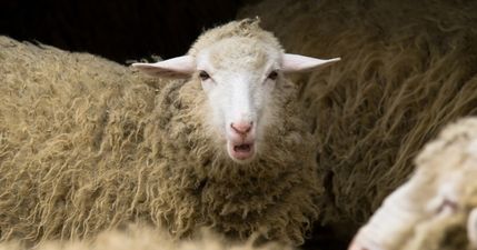 The internet is still trying to decipher the Kerry farmer’s accent from last night’s RTÉ sheep story