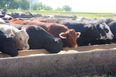 Beef Plan Movement say that draft proposals offered are “not good enough”