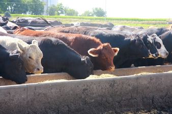Beef Plan Movement say that draft proposals offered are “not good enough”