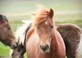 Two Galway hotels are having a horse pun-off for the Galway Races on Twitter and it is magnificent