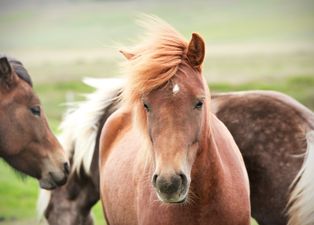 Two Galway hotels are having a horse pun-off for the Galway Races on Twitter and it is magnificent