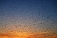 Looking for work? They’re hiring midges over in Sligo