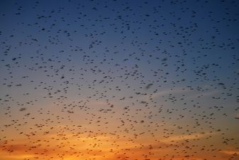 Looking for work? They’re hiring midges over in Sligo