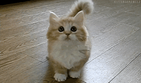 We may have just discovered the ultimate dream job for cat-lovers