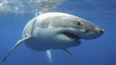 WATCH: Great White Shark bites off more than it can chew by trying to eat an entire Humpback Whale