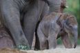 WATCH: Elephants charge at hunters who shot one of them, hunters proceed to shit themselves