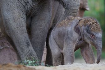 WATCH: Elephants charge at hunters who shot one of them, hunters proceed to shit themselves
