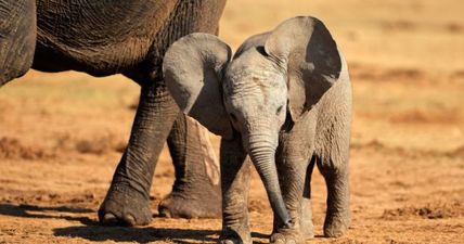 WATCH: This video of an elephant rushing into water to save a man is incredible