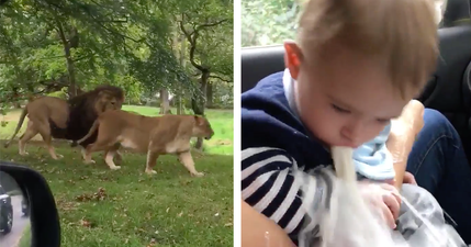 WATCH: This video of a pair of majestic lions turns very gross very quickly