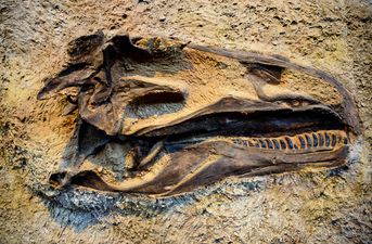 PIC: An actual dinosaur tail has been found trapped in amber