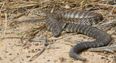PIC: Oh hell no! Australian woman finds venomous snake hiding on her Christmas tree