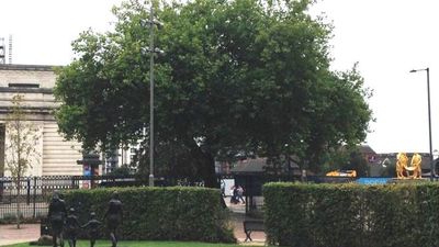 Birmingham is cutting down 25 old trees and it should have been the biggest story of the week