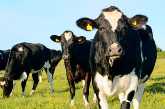 “It was healing and restorative”: How an Irish journalist fought depression through cattle farming
