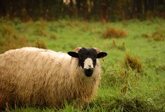 24 stolen sheep find their own way back to their owner in Kerry