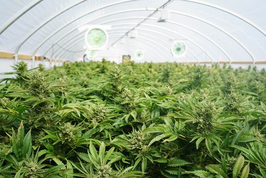 Cannabis sligo