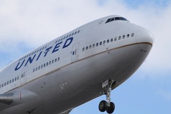 More bad news for United Airlines as potentially the world’s biggest rabbit dies on transatlantic flight