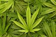Cannabis found to help alcohol and cocaine addicts overcome cravings