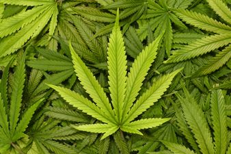 Cannabis found to help alcohol and cocaine addicts overcome cravings