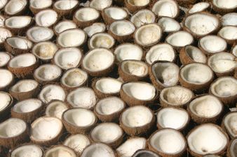 Guy tells horrific story of having sex with a coconut, other guys tell their fruit-banging tales