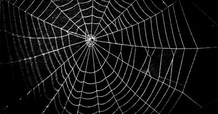 Irish people in (or going to) Australia should not look at this picture of a MASSIVE spider