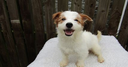 ISPCA give tips to pet owners on how to keep them safe this Hallowe’en