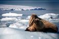 The first episode of Blue Planet II had everyone watching in tears