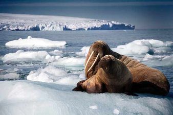 The first episode of Blue Planet II had everyone watching in tears