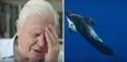 Blue Planet II broke viewers’ hearts with one harrowing but important scene