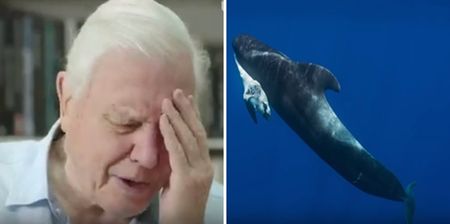 Blue Planet II broke viewers’ hearts with one harrowing but important scene