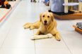 Gardaí urge pet-owners to be careful as dog is left in the back of a van in 26 degree heat