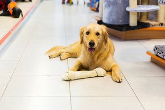 Gardaí urge pet-owners to be careful as dog is left in the back of a van in 26 degree heat