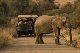 Hunter who has killed 5000 elephants says he has no regrets
