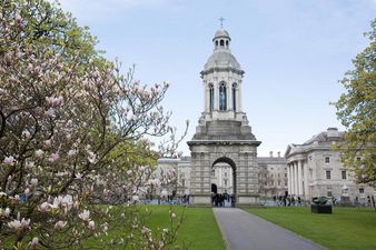 Trinity College’s hottest fox couple welcome new cubs to their family
