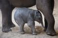 WATCH: Footage of six baby elephants escaping a mud pit is bound to make you smile
