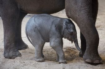 WATCH: Footage of six baby elephants escaping a mud pit is bound to make you smile
