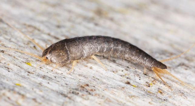 Silverfish