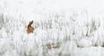 WATCH: Dublin Airport Police rescue baby rabbit from treacherous Storm Emma conditions