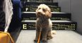 Quick! The Light House Cinema just added some more dog-friendly screenings for this weekend