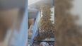 WATCH: Package filled with 3,000 bees breaks open in truck, driver remains unbelievably calm