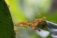 The most ant-infested counties in Ireland have been revealed
