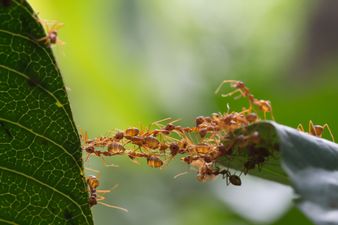 The most ant-infested counties in Ireland have been revealed