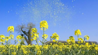 There’s a very, very simple way to avoid hay fever that will make life a lot more bearable