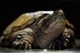US teacher charged after feeding puppy to turtle in front of students